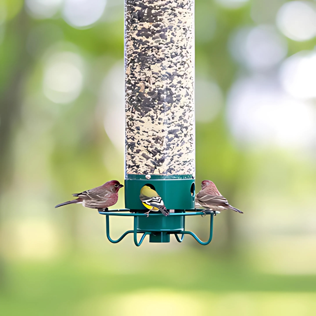 Bird Feeder | Squirrel-Proof Hanging Seed Feeder Outdoor